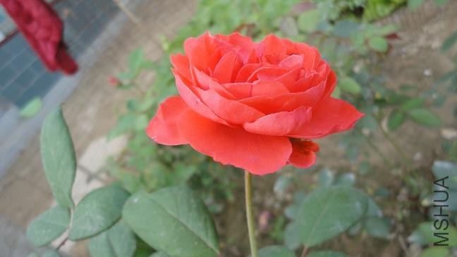 DSC03416.JPG