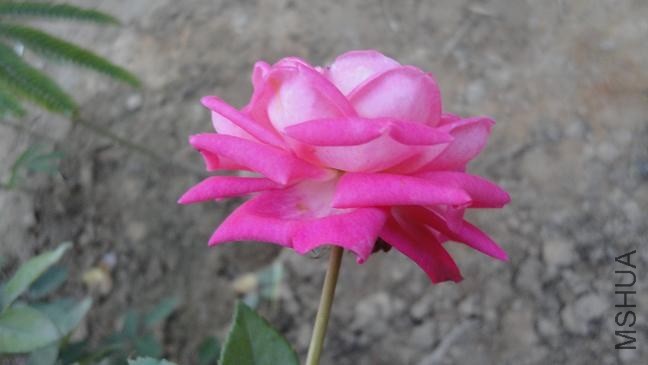 DSC03555.JPG