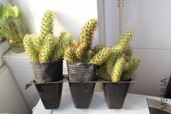 1 (15).jpg
