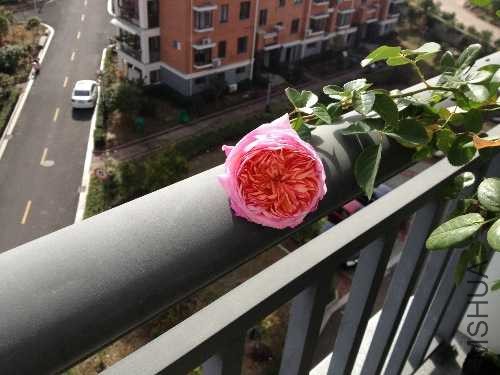 image.jpg