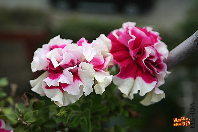 ��Ƭ 026_����.jpg