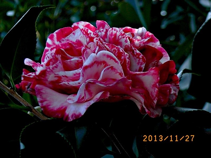 ɪ����a8.JPG