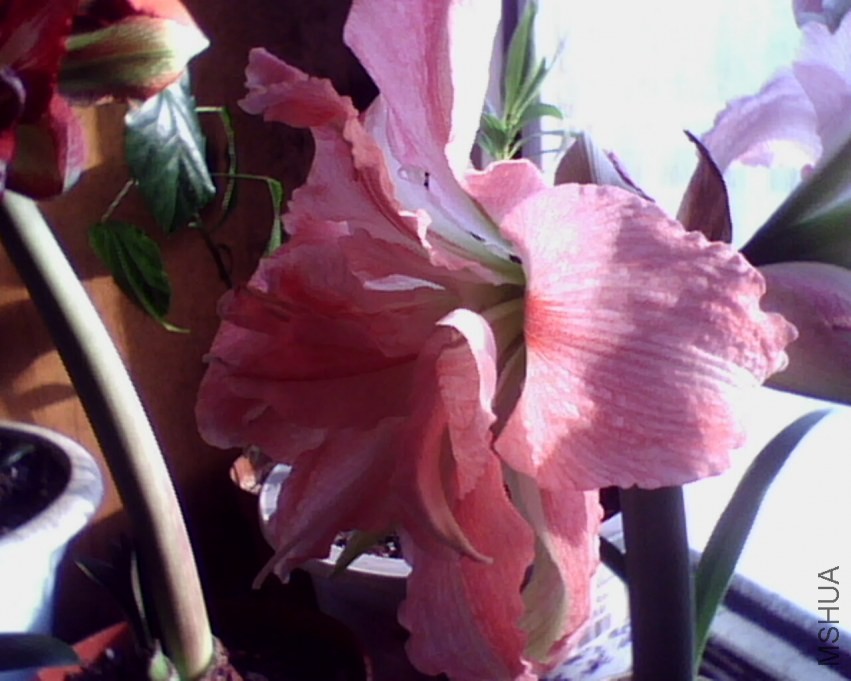 IMG0823A.jpg
