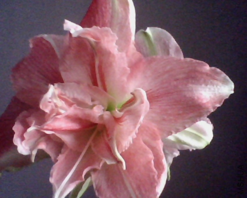 IMG0815A.jpg