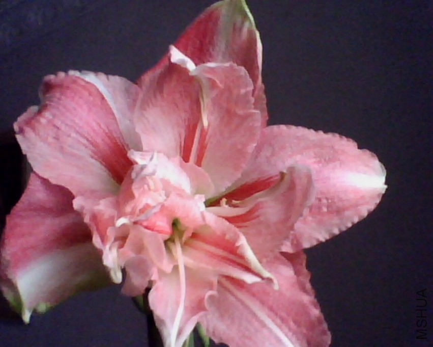 IMG0819A.jpg