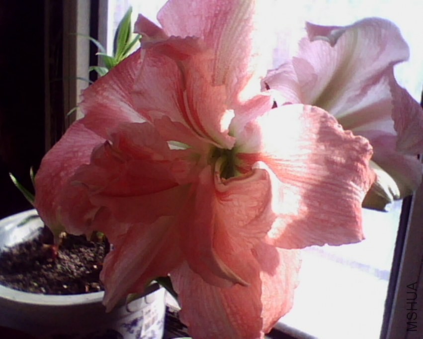 IMG0822A.jpg