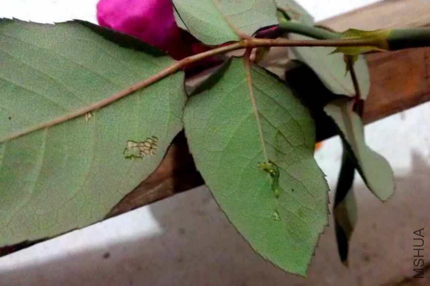 IMAG0102.jpg