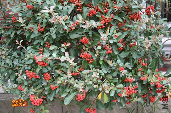 ��Ƭ 079_����.jpg