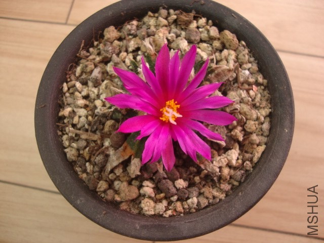 DSC03144.JPG
