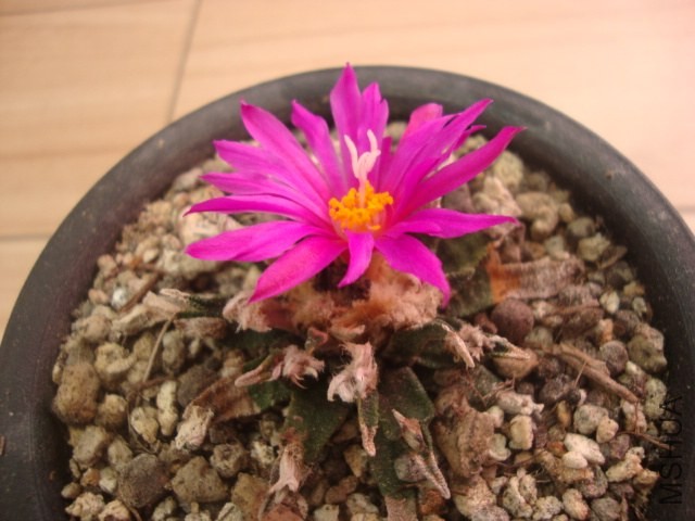 DSC03145.JPG