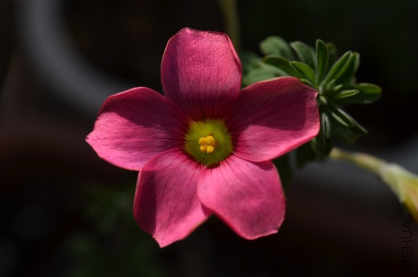 Oxalis hirta 'Gothenburg'20131116 007.JPG