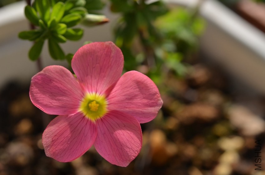 Oxalis hirta 'Gothenburg'20131116 008.JPG