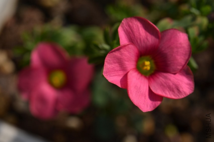 Oxalis hirta 'Gothenburg'20131123 005.JPG