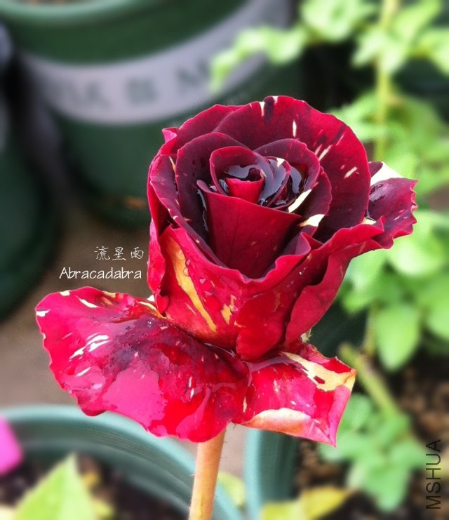 ������ .jpg