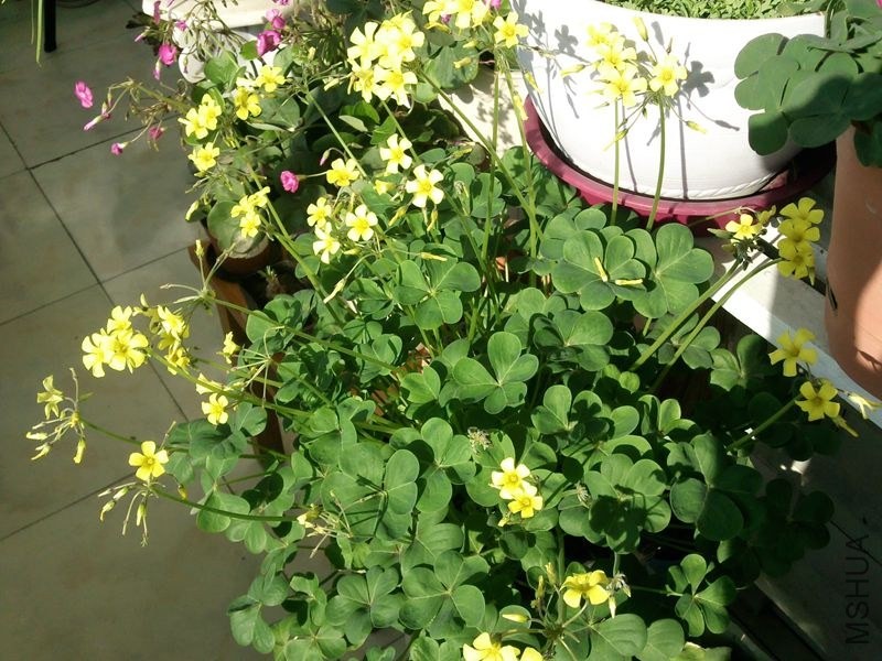 ��Ƭ0088_����.jpg