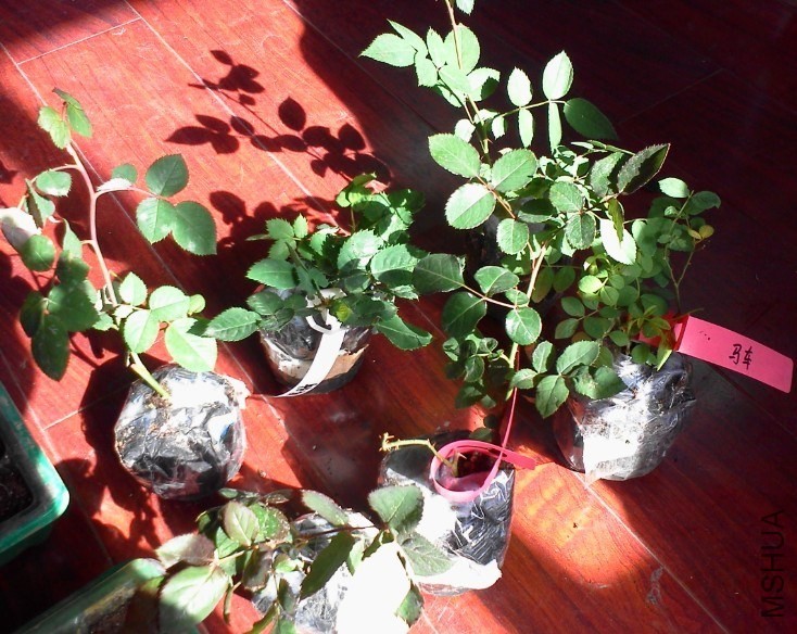 QQͼƬ20131128120045.jpg