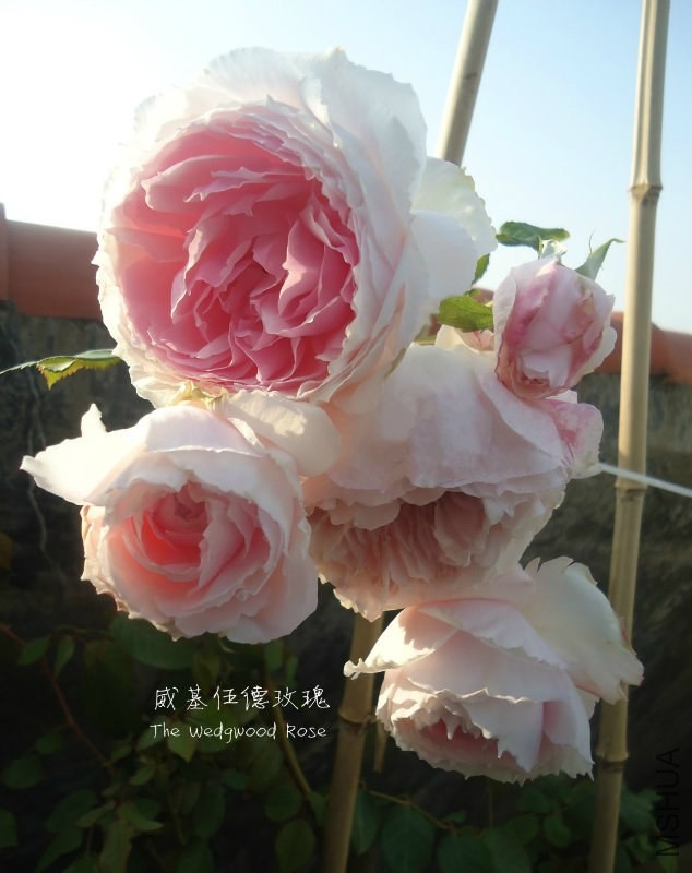 �������õ�� .jpg