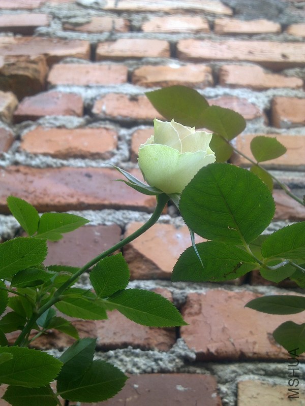 201311231489_����.jpg