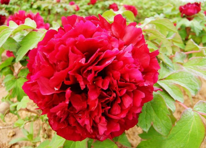 �������ĵ��