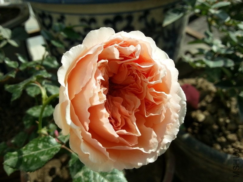 20131129_105400_��С��С.jpg