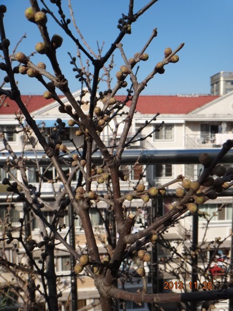 DSC03316.JPG