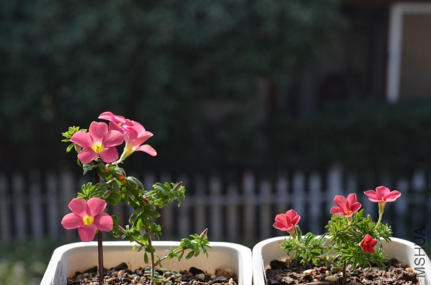 Oxalis hirta �������� 20131116 003.JPG