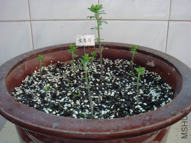 ������С DSC04750.JPG