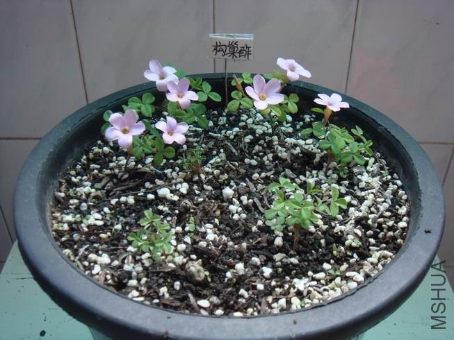 ������С DSC04773.JPG