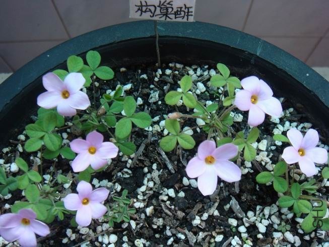 ������С DSC04774.JPG