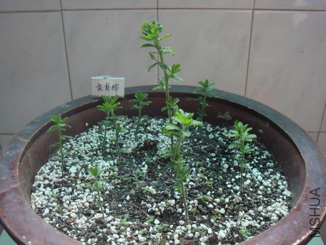 ������С DSC04775.JPG