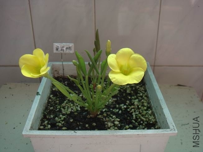 ������С DSC04800.JPG