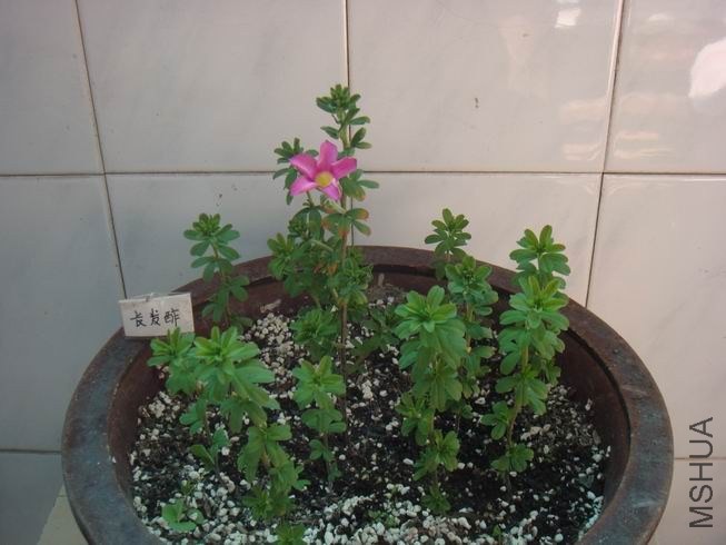 ������С DSC04970.JPG