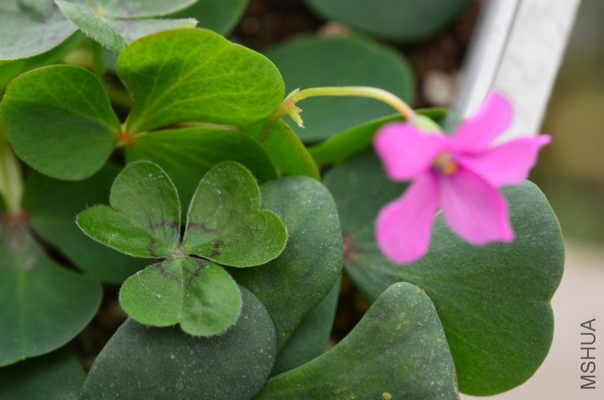 Oxalis deppei violacea G3������G4ԭ����20121226 003.JPG