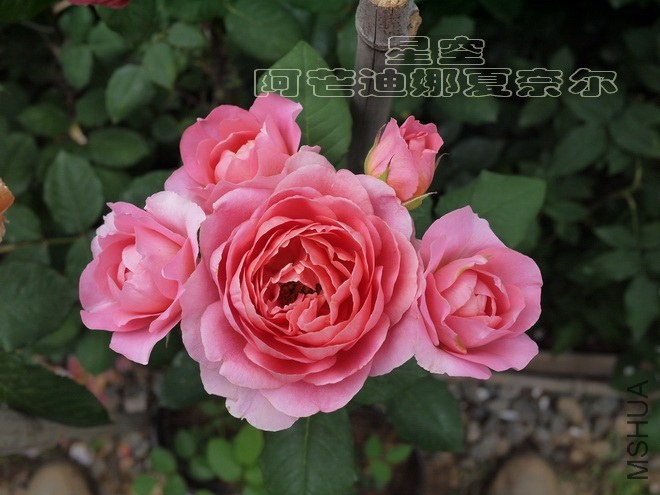 P1020338.jpg