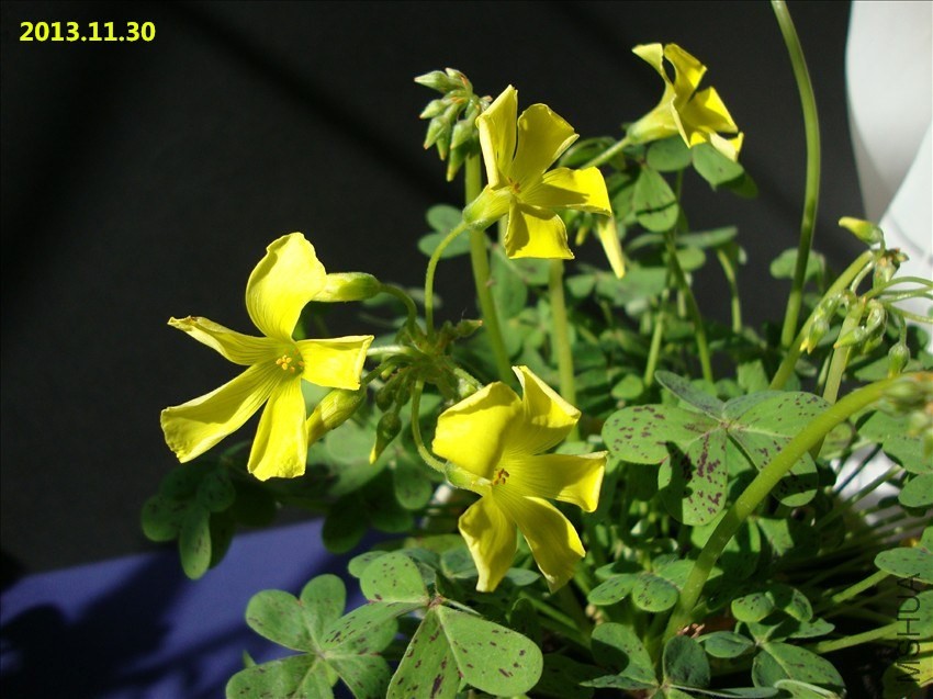 DSC07279.JPG