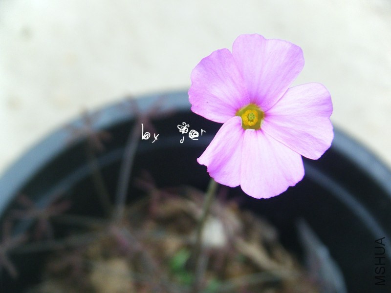 DSCF9253_����.jpg