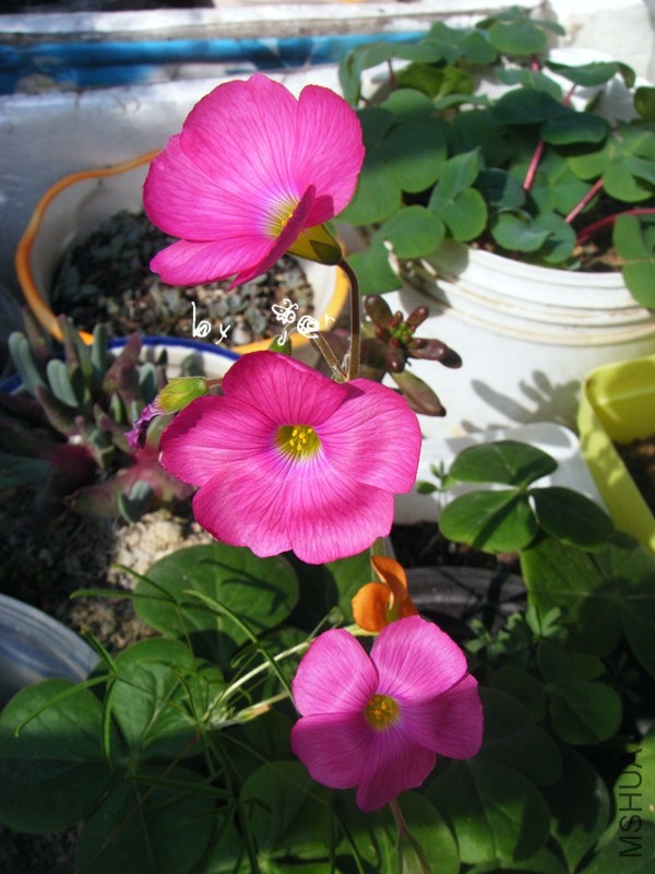DSCF9256_����.jpg