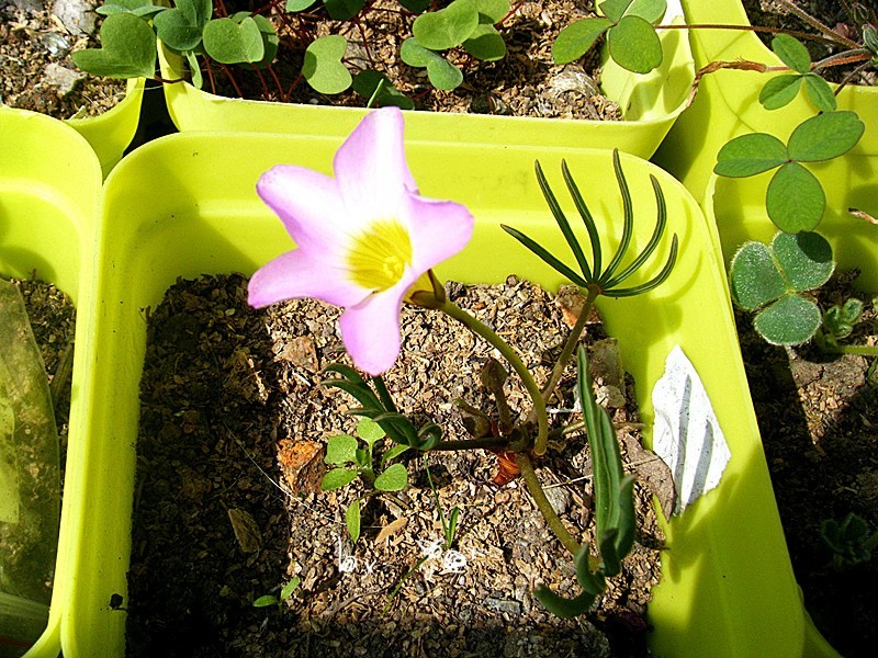 DSCF9257_����.jpg