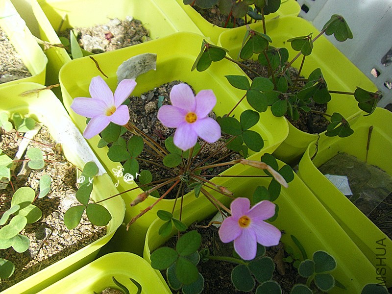DSCF9262_����.jpg