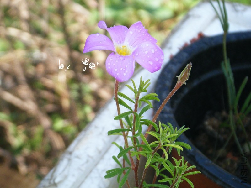 DSCF9274_����.jpg