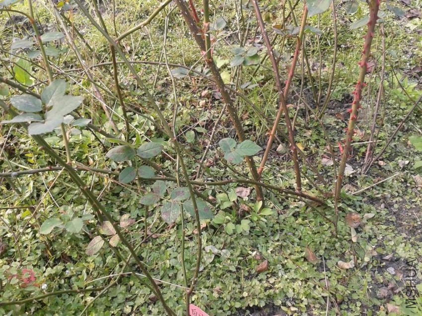 2013-11-30 15.15.09.jpg
