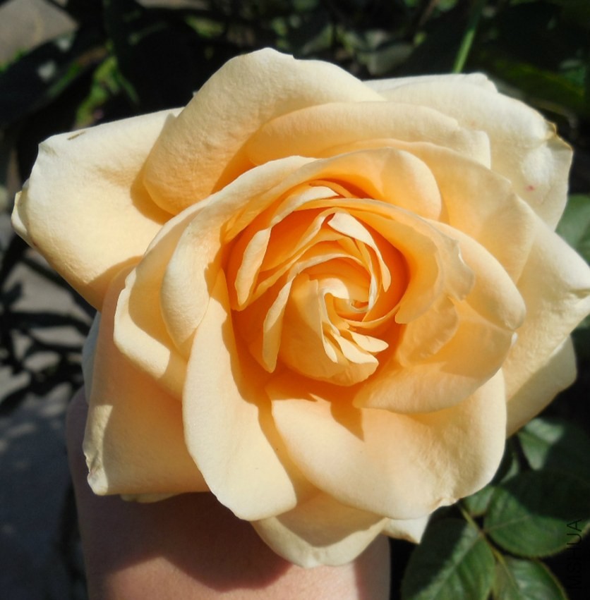 ��Ƭ 081_meitu_2.jpg