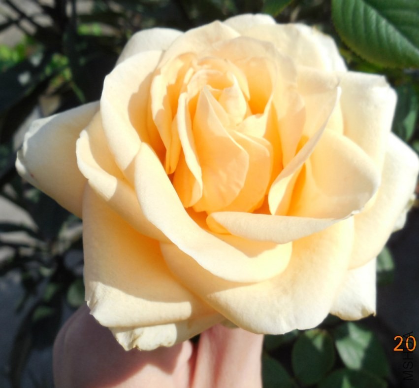 ��Ƭ 082_meitu_3.jpg