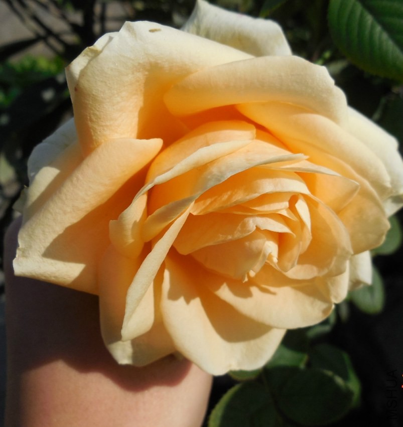 ��Ƭ 083_meitu_4.jpg