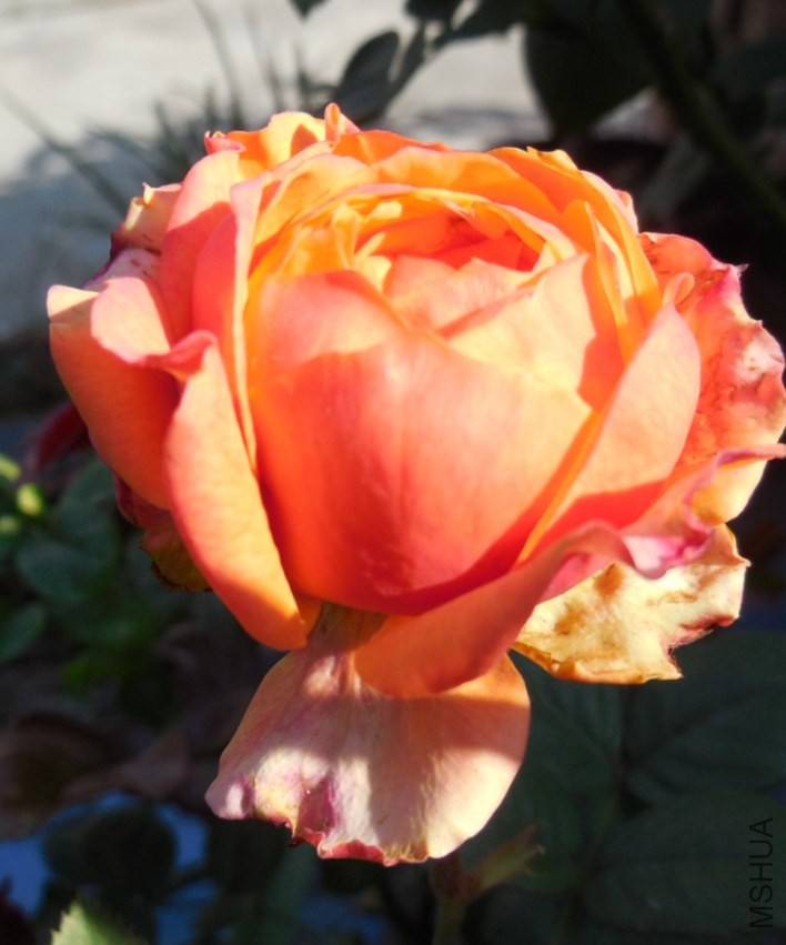 ��Ƭ 080_meitu_6.jpg