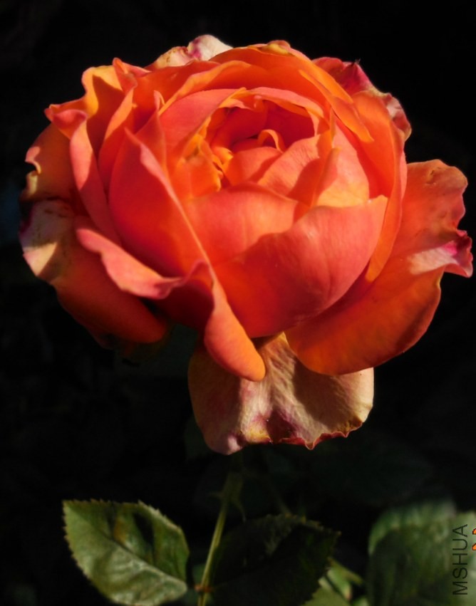 ��Ƭ 084_meitu_7.jpg