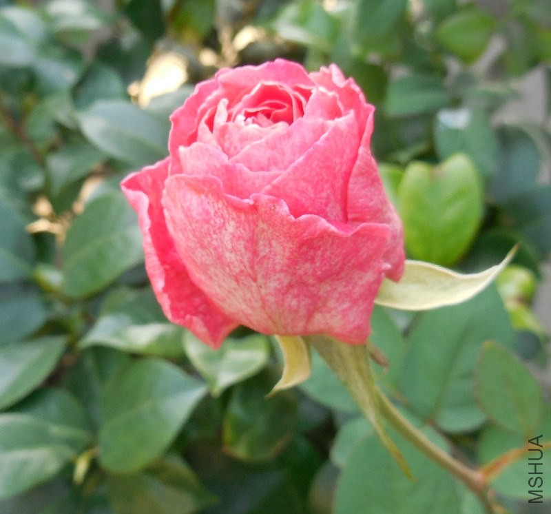 ��Ƭ 079_meitu_5.jpg