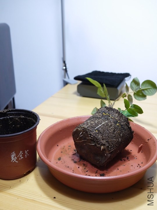 P1030849.JPG