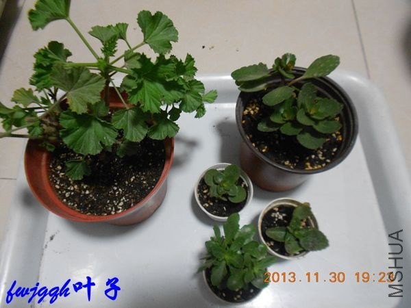 DSCN6212_����.jpg
