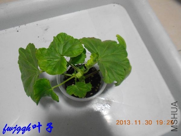 DSCN6215_����.jpg